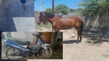 Frustran el robo de una yegua: mintió que la había alquilado para la fiesta del Gauchito Gil