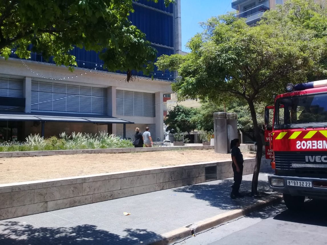 Un murciélago alteró la tranquilidad en un café céntrico de Santiago del Estero