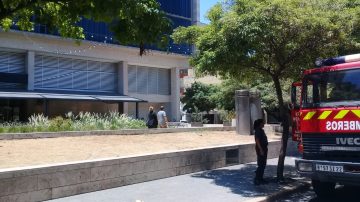 Un murciélago alteró la tranquilidad en un café céntrico de Santiago del Estero