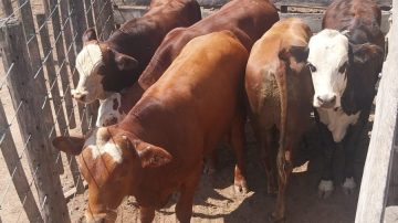 Incautan 5 terneros que eran trasladados en una camioneta por falta de documentación