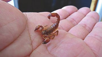 Qué se debe hacer en casos de picadura de alacrán y otras alimañas