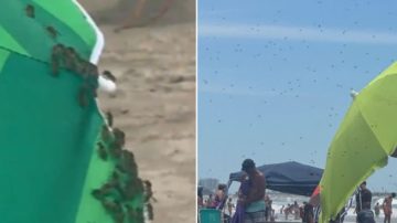 VIDEO. Una impactante nube de avispas invadió las playas de Mar del Plata