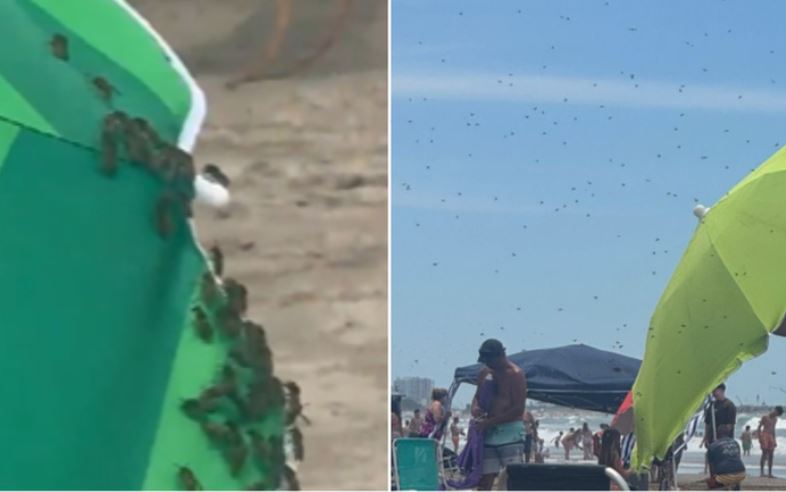 VIDEO. Una impactante nube de avispas invadió las playas de Mar del Plata