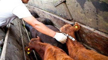 Argentina suspende importaciones de productos bovinos por brote de fiebre aftosa en Alemania