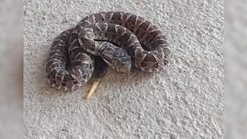 Temor en el Barrio Mama Antula por la aparición de serpientes