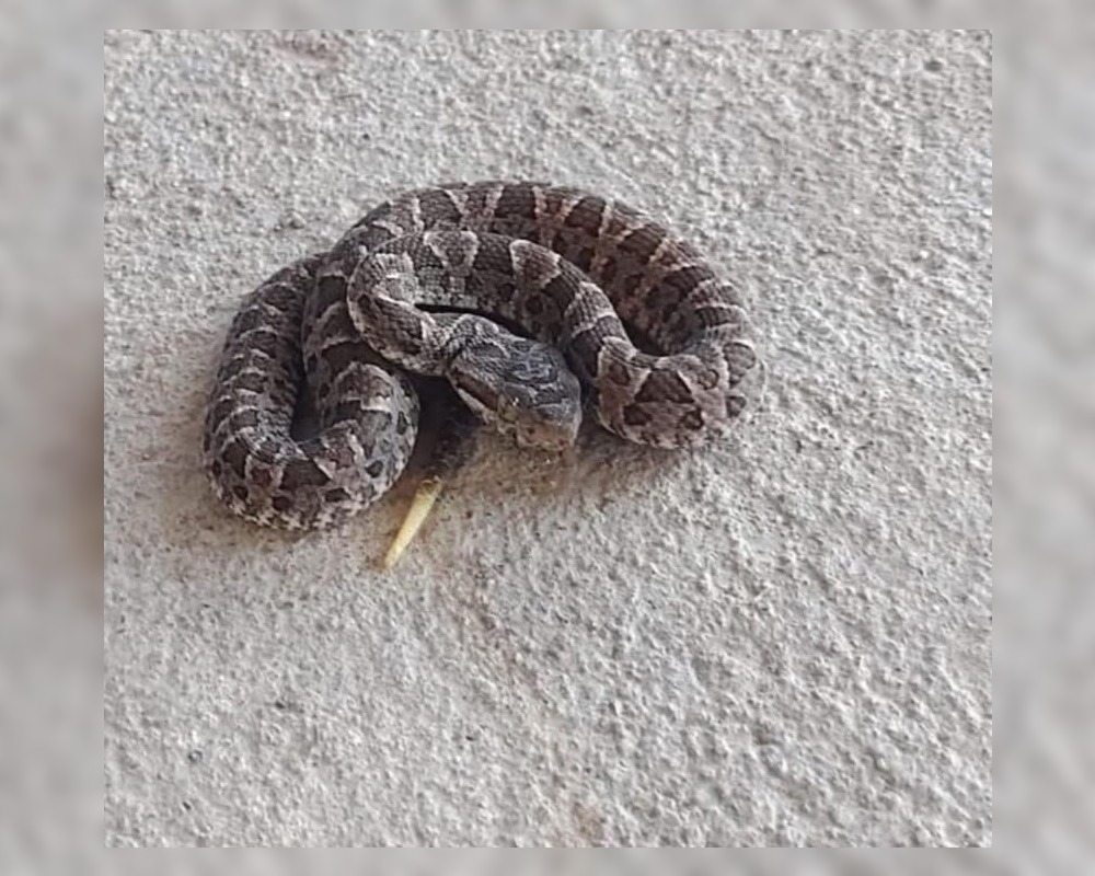 Temor en el Barrio Mama Antula por la aparición de serpientes