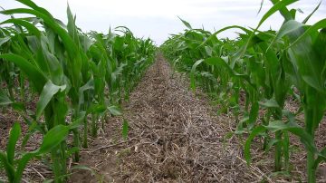 Informe revela que el 23% del área argentina de maíz presenta condiciones hídricas regulares a malas