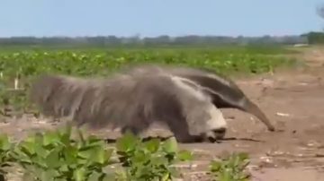 VIDEO: Productores se llevan una sorpresa y encuentran un oso hormiguero en su campo