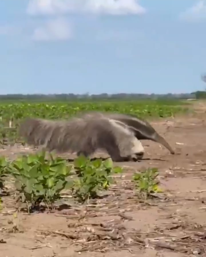 VIDEO: Productores se llevan una sorpresa y encuentran un oso hormiguero en su campo
