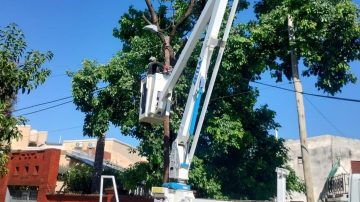 La comuna capitalina trabajó en la poda y en la plantación de árboles en la colectora de Ruta 9