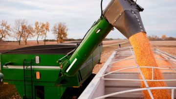 Horror: un niño murió al quedar atrapado en una tolva cargada de granos