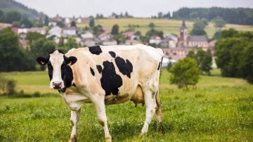 Insólito: un hombre falleció al recibir una patada de una vaca a la que intentaba violar