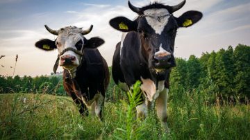 Insólito: secuestraron a dos vacas y pidieron rescate por $400.000