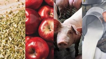 En 2024, las exportaciones de las economías regionales crecieron 23,8% en dólares y 25,7% en toneladas