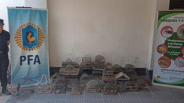 Allanamiento por drogas en La Banda reveló también tráfico ilegal de aves silvestres