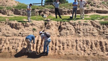 Histórico: descubrieron restos fósiles de un gliptodonte en Los Juríes