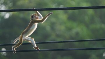 Un mono cayó sobre un transformador y generó un apagón que dejó sin luz a 23 millones de personas