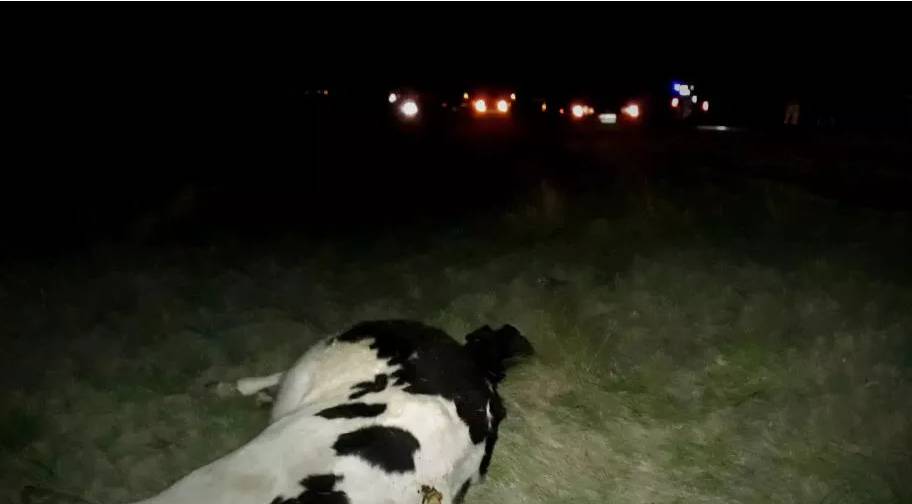Misterio en la Ruta 9: hallan dos vacas muertas sobre la calzada a un kilómetro de distancia
