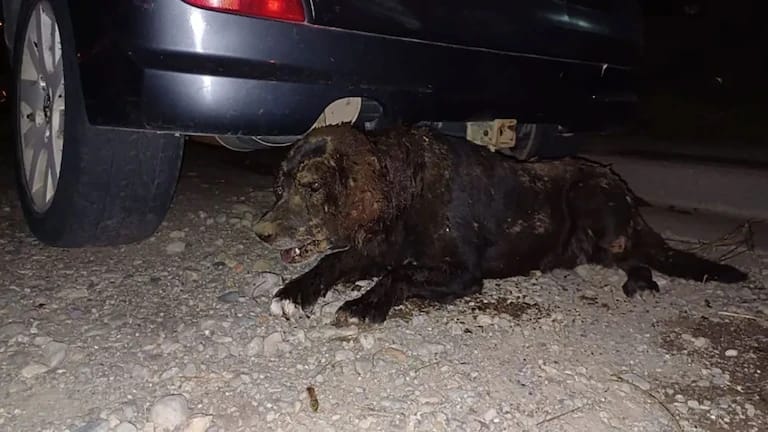 Indignante: torturaron y enterraron viva a una perrita