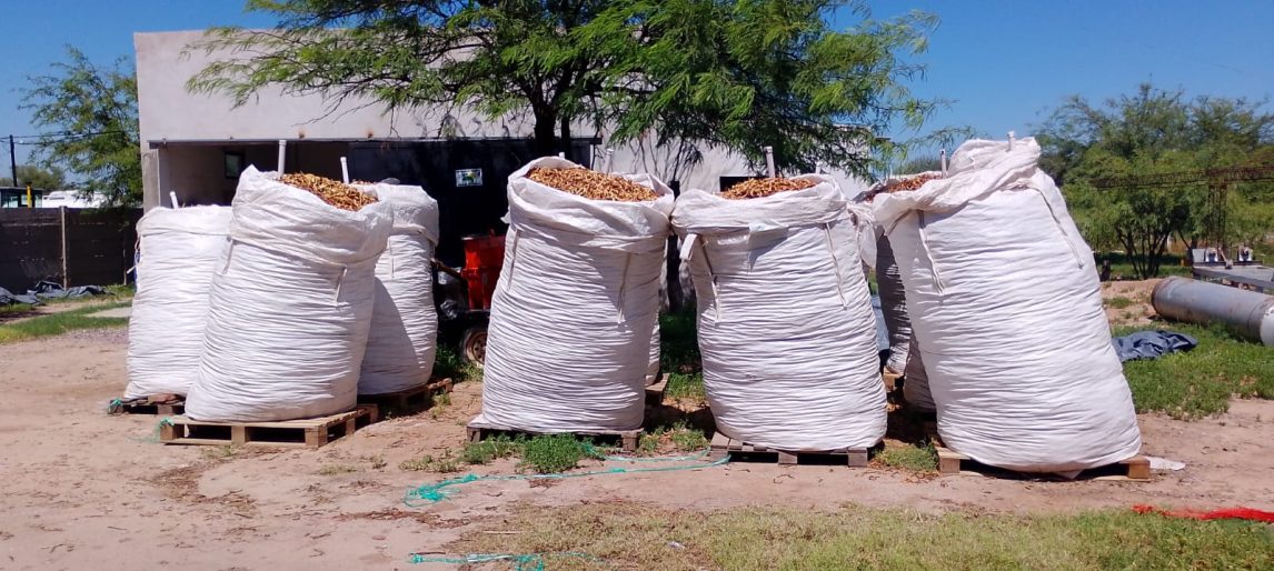 Cooperativa santiagueña recolectó 38.000 kilos de algarroba y cerró la temporada 2024/2025