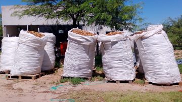 Cooperativa santiagueña recolectó 38.000 kilos de algarroba y cerró la temporada 2024/2025