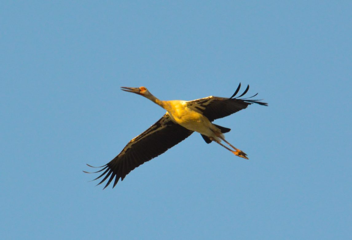 Se realizó el Censo Neotropical de Aves Acuáticas 2025 en la laguna de Tipiro
