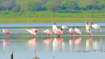 Organizan e invitan al Censo de Aves Acuáticas en la Laguna de Tipiro