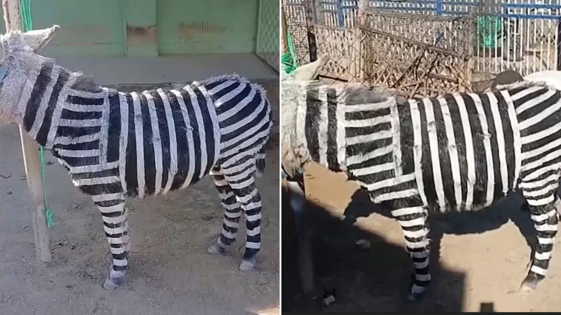 Otra vez en China: Un zoológico tiñe a burros para hacerlos pasar por cebras