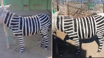 Otra vez en China: Un zoológico tiñe a burros para hacerlos pasar por cebras