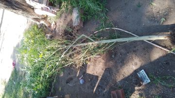 Un allanamiento por lesiones y amenazas terminó con el secuestro de una gran planta de Cannabis sativa