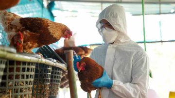 Confirmado un nuevo caso de influenza aviar en Chaco: activan medidas sanitarias