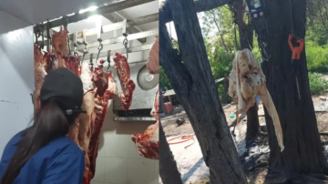 Desmantelan un centro de faena clandestina y secuestran casi dos toneladas de carne en Clodomira