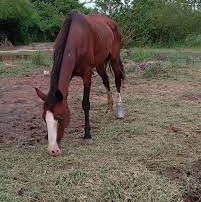Una mujer salió al patio y halló a su pequeña hija herida por la patada de un caballo