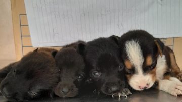 Abandonan a cuatro cachorros en una caja con una nota: “Por favor no los dejen afuera”