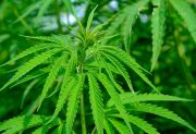 ¿Te pueden meter preso por tener plantas de cannabis en Argentina? Qué dice la ley en 2026