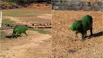 VIDEO. ¿Por qué cientos de carpinchos aparecieron teñidos de verde?