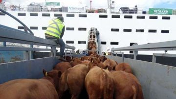 El Gobierno habilita la exportación de ganado vacuno en pie