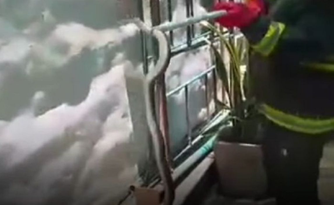 Susto: encontraron una lampalagua en un hotel y tuvieron que llamar a los bomberos