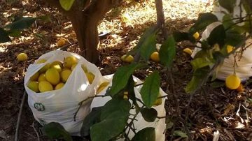 ¡Con lo caro que están!: lo atraparon cuando robaba limones en una vivienda