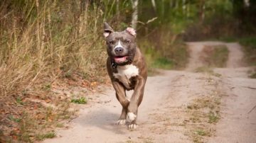 Pitbull atacó a una niña de 2 años cuando jugaba con su amiguita y le causó graves heridas