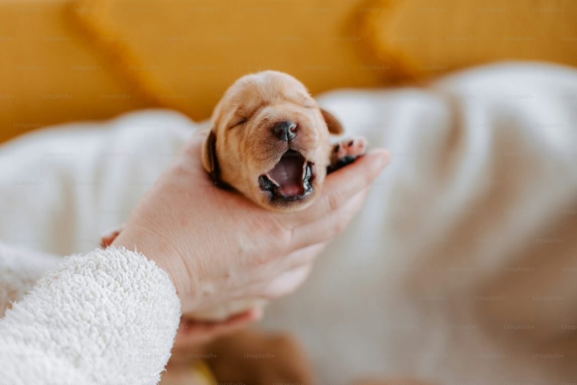 Detuvieron a un hombre tras ahorcar y morder a un cachorro hasta matarlo