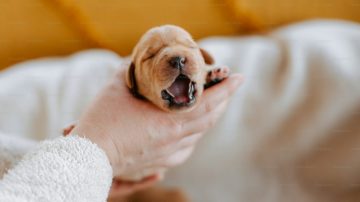 Detuvieron a un hombre tras ahorcar y morder a un cachorro hasta matarlo