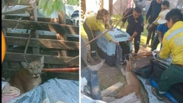 Tremendo susto de vecinos que hallaron un puma concolor en el patio de su casa