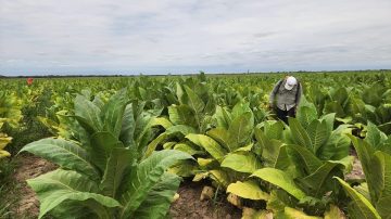 El tabaco impulsa la economía regional en el departamento Río Hondo