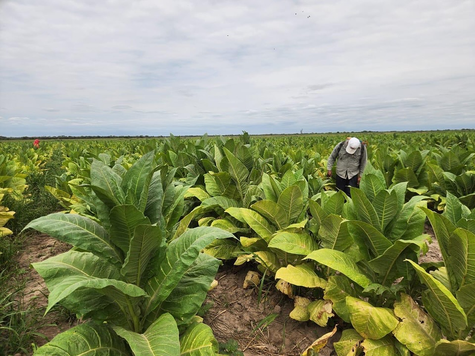 El tabaco impulsa la economía regional en el departamento Río Hondo