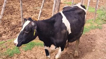 Ataque en una estancia: una vaca apareció con un cuchillo clavado en el lomo