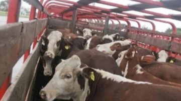 Roban 20 novillos de un acoplado: el camionero había dejado la carga para ir a comprar repuestos