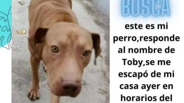 Joven busca a su perro perdido en el barrio Ejército Argentino y pide ayuda a la comunidad