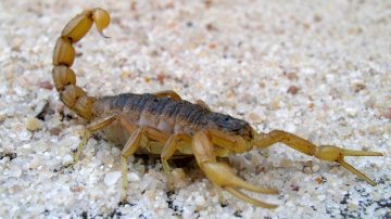 Pinto: Una nena de dos años sufrió la picadura de un escorpión