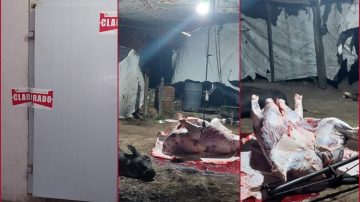 Desmantelan un “matadero” clandestino en el departamento Banda